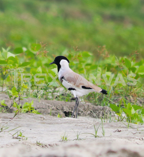 River lapwing