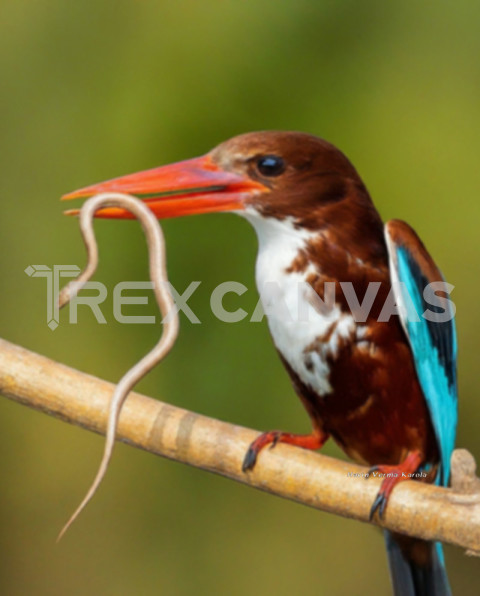 White throated Kingfisher