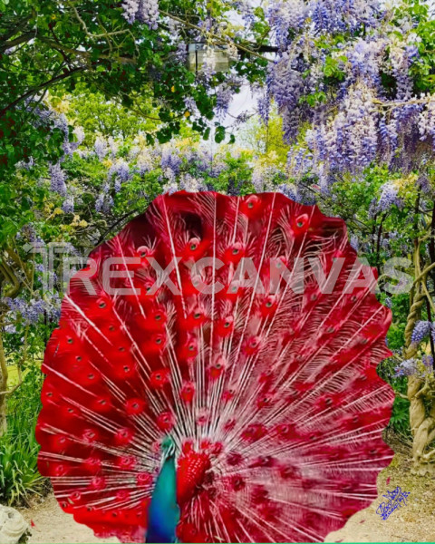 Proudly Peacock