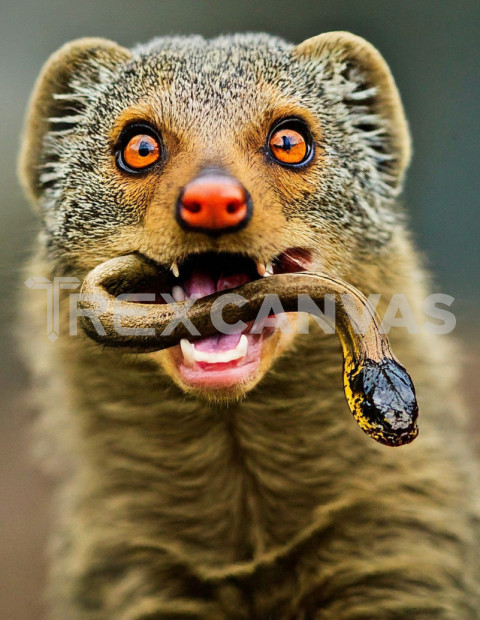 Common mongoose with catch a snake