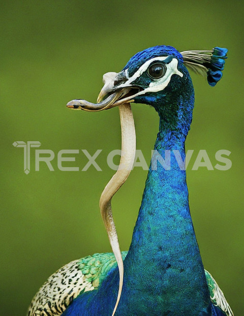 Indian Peafowl with a catch