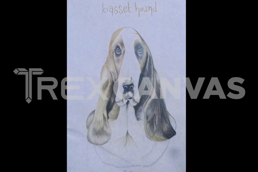 Basset hound