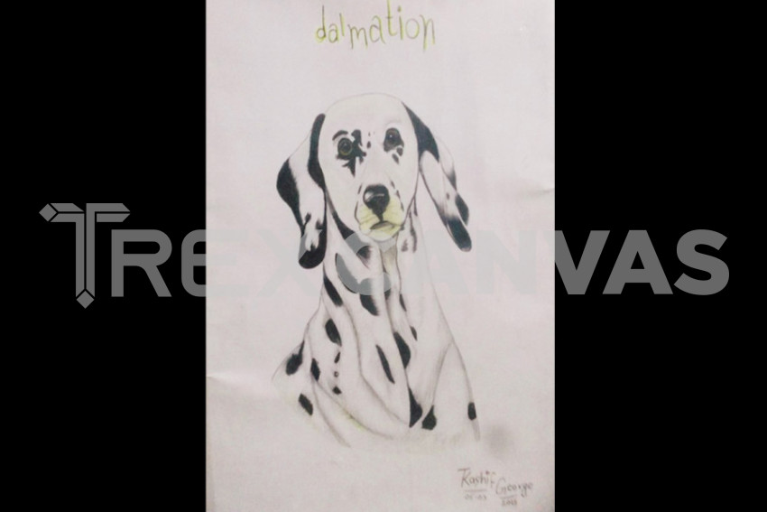 Dalmation