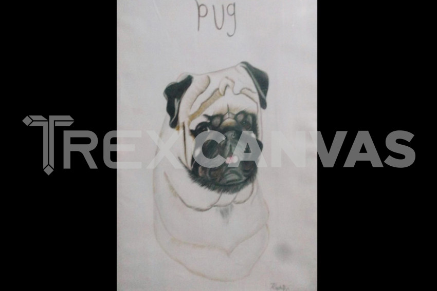 Pug