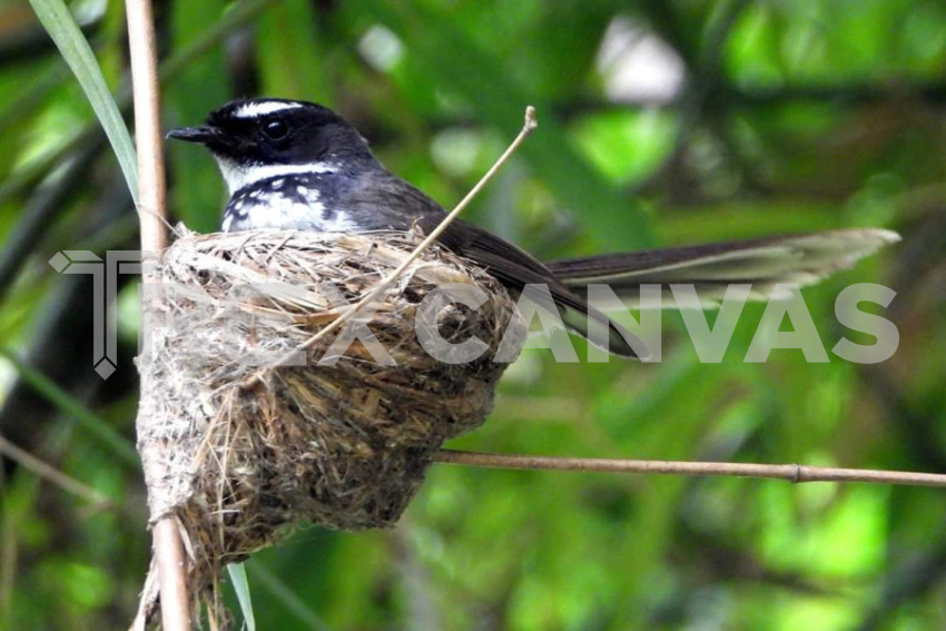 spot breasted fan tailed fly catcher