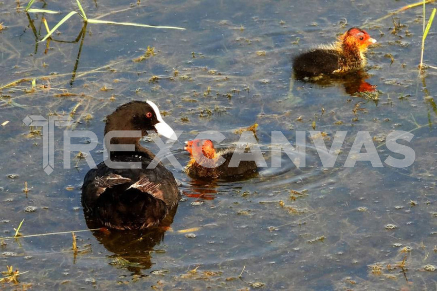 eurasian coot with chiks