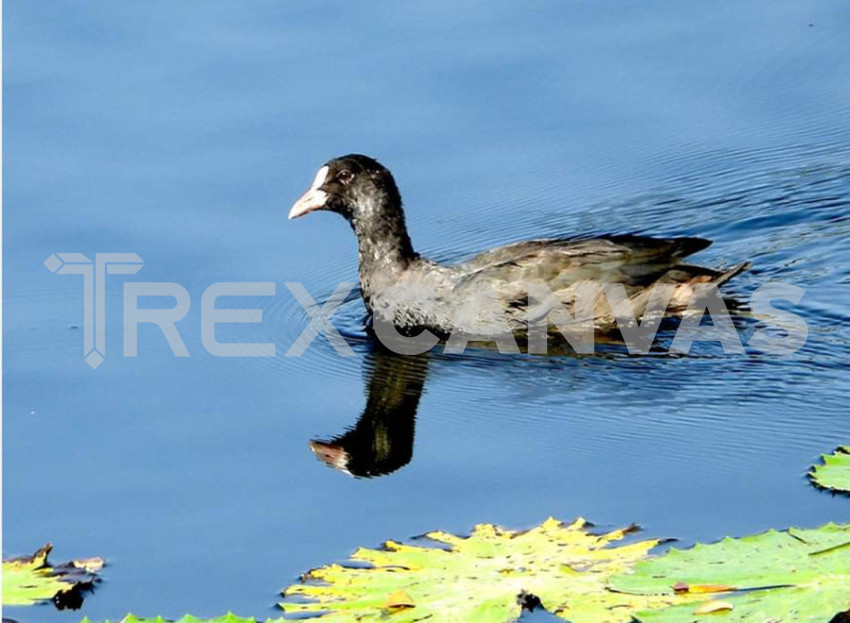 Eurasian coot