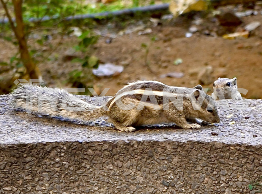 A squirrel in the garden