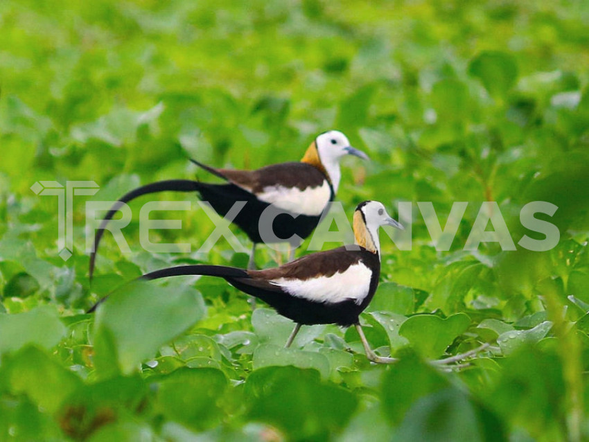 Pheasant-tailed jacana