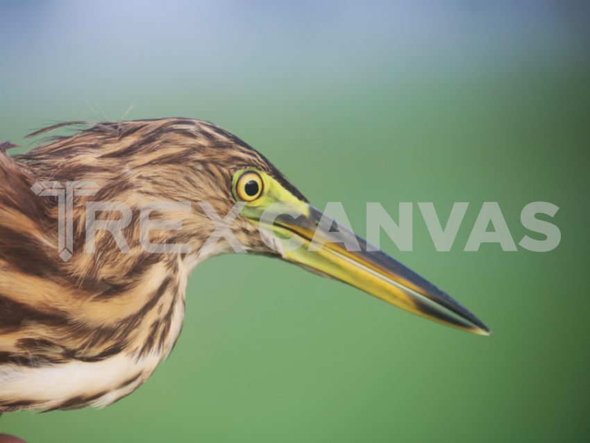 pond heron with sharp eyes