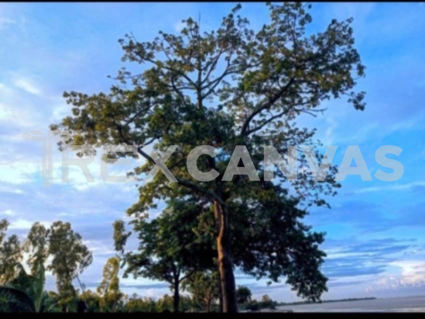 Tree & Sky view