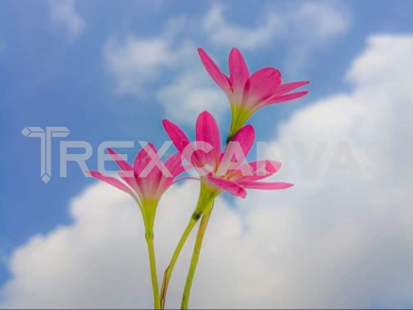 Flower in sky