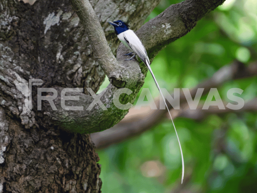 indian paradise flycatcher