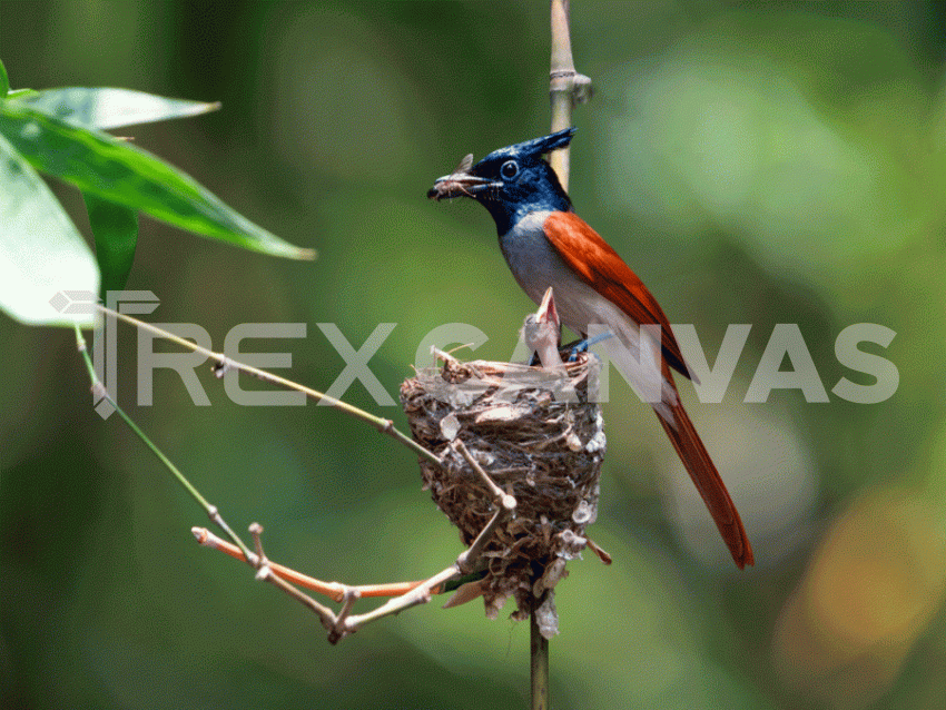 indian paradise flycatcher