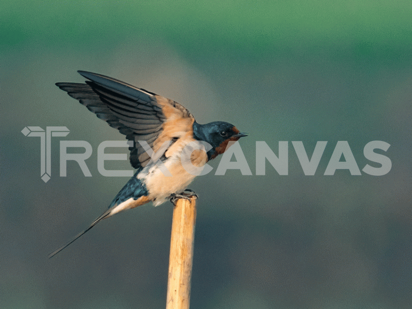 barn swallow