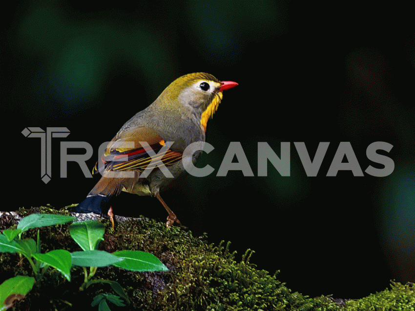 red billed leothrix