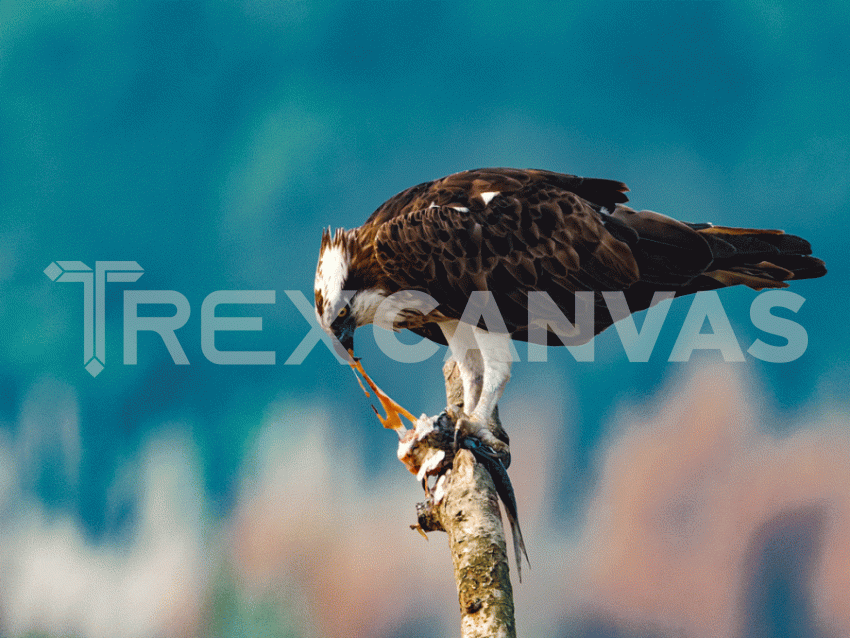 osprey with breakfast