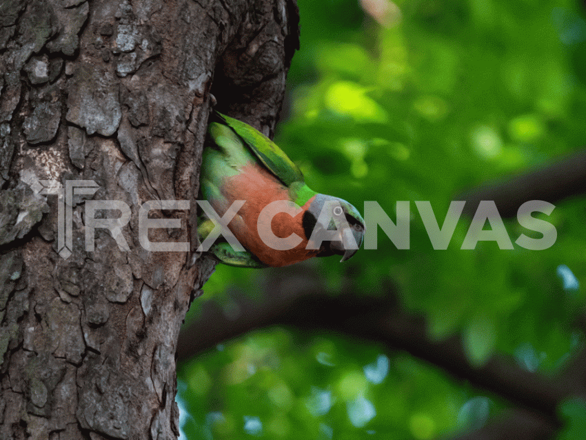 red breasted parakeet