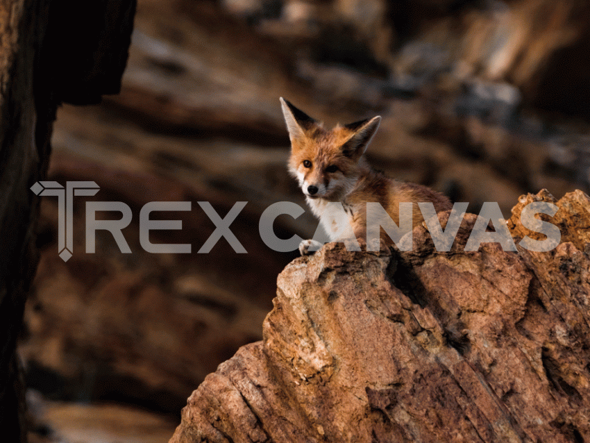 Himalayan red fox