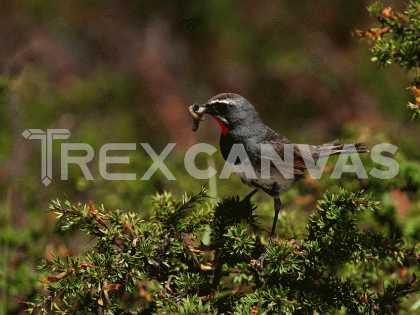 Chinese ruby throat