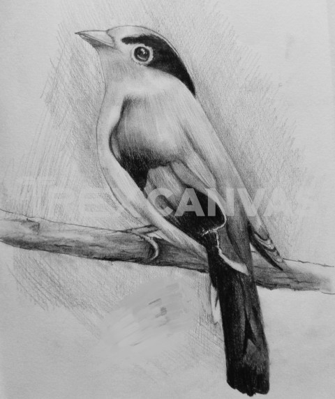 Beautiful bird drawing