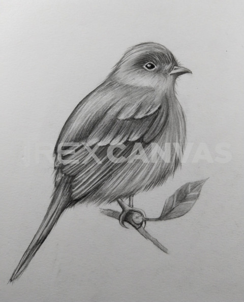 Cute bird drawing