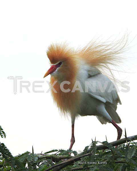 Cattle Egret