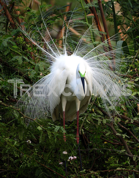 Great white Egret.