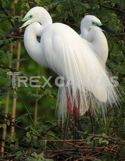 Great white Egrets