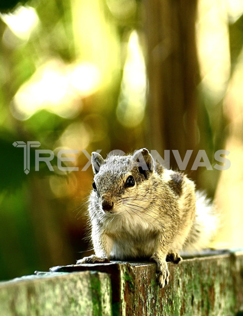 A squirrel in the garden 2