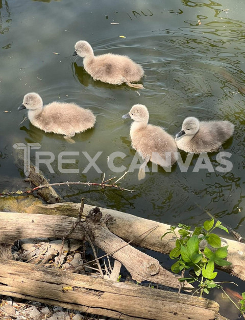 Baby Swans