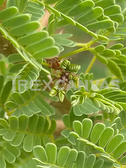 Plants of the Anti-Atlas of Morocco