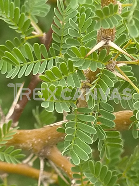 Plants of the Anti-Atlas of Morocco