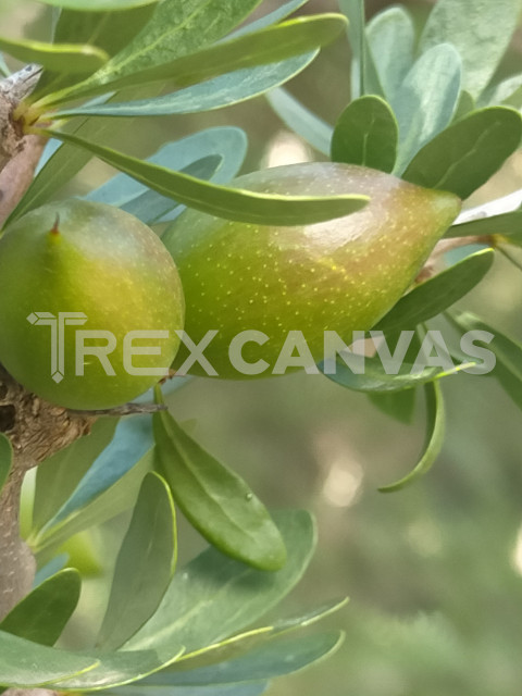 argan tree fruits