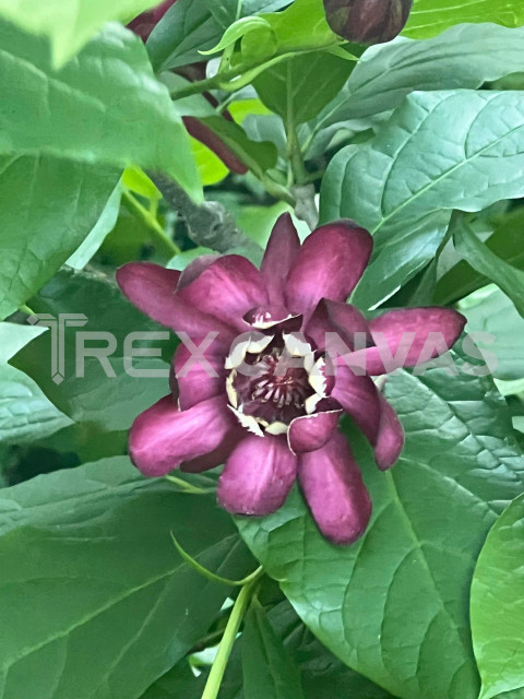 Calycanthus