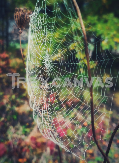 Spidera web