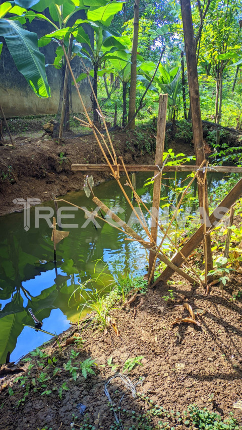 a portrait photo of a small river with green water, High Quality Premium Photos