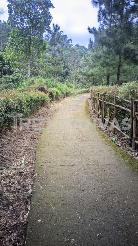 a road surrounded by lush trees