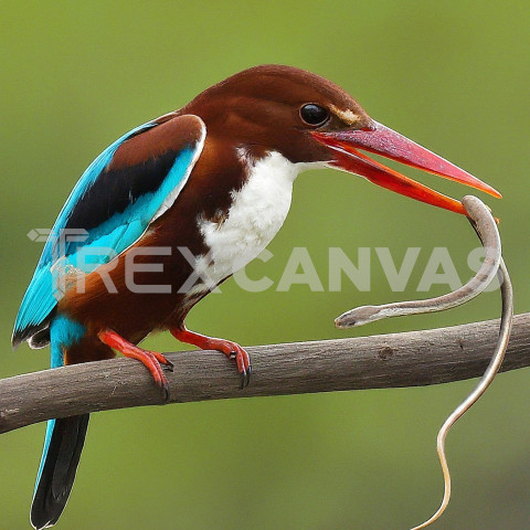 White throated Kingfisher