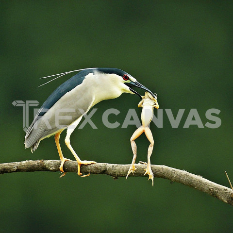 Black crowned night Heron with catch a frog