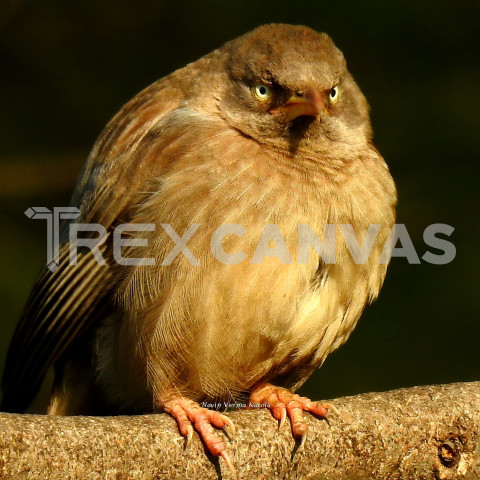 Indian Angry Bird ( jungle Babbler)