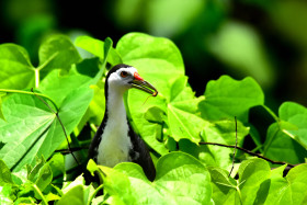 White breasted hunting