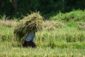 A Man Who Brings Straws On His Head