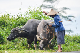 A Man With His Buffaloes