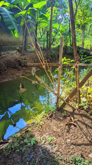 a portrait photo of a small river with green water, High Quality Premium Photos