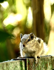 A squirrel in the garden 2