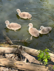 Baby Swans