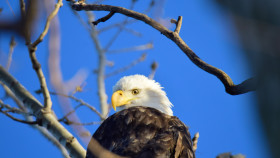 Bald Eagle LBNWR 1