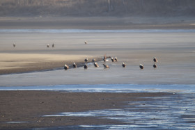 Bald Eagles DSC 0017