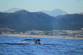 ballenas